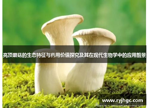 亮顶蘑菇的生态特征与药用价值探究及其在现代生物学中的应用前景 亮顶蘑菇的生态特征与药用价值探究及其在现代生物学中的应用前景
